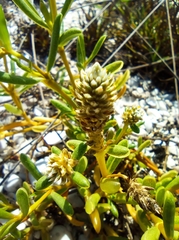 Blutaparon vermiculare