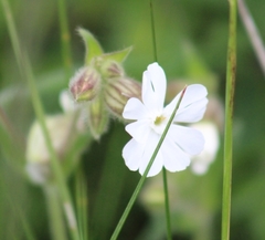 Silene latifolia