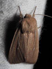 Mythimna congrua