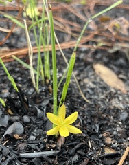 Hypoxis juncea