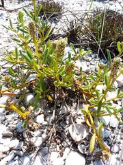Blutaparon vermiculare