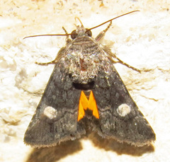 Copanarta aurea