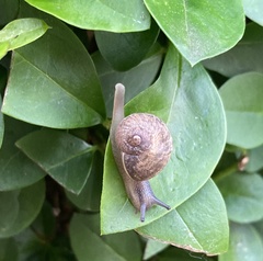 Cornu aspersum