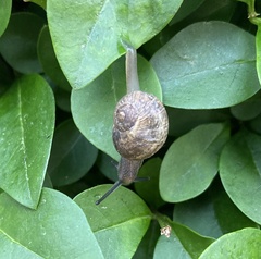 Cornu aspersum