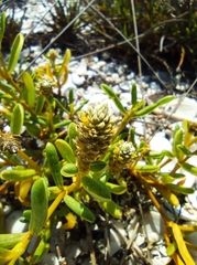 Blutaparon vermiculare