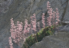 Heuchera elegans