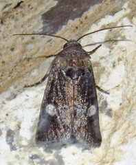 Copanarta aurea