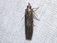 Honora montinatatella