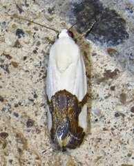 Ponometia cuta