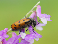 Hycleus quatuordecimpunctatus