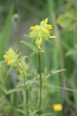 Rhinanthus minor