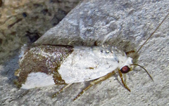 Ponometia cuta