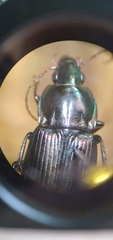 Poecilus lucublandus