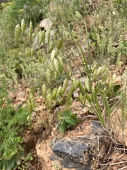 Bromus briziformis