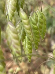 Bromus briziformis