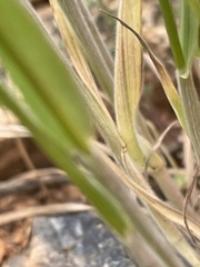 Bromus briziformis