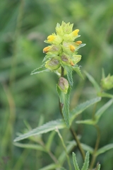 Rhinanthus minor