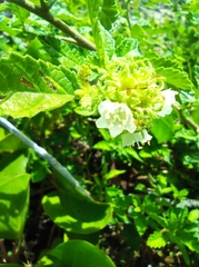 Varronia bullata