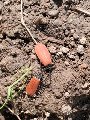 Macrolygistopterus rubripennis