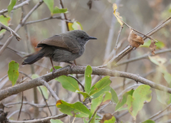 Calamonastes simplex