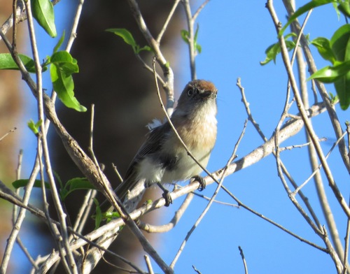 Archbold's Newtonia (Newtonia archboldi), photo 5