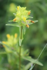 Rhinanthus minor