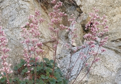 Heuchera elegans