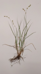 Carex praticola