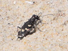 Cicindela maritima