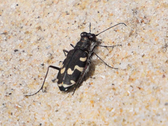 Cicindela maritima