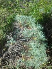 Astragalus arnacantha