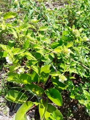 Varronia bullata