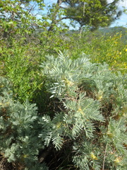 Astragalus arnacantha