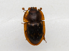 Amphotis marginata
