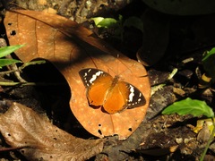 Aterica rabena