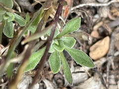 Boechera microphylla