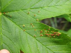 Rhinocola aceris