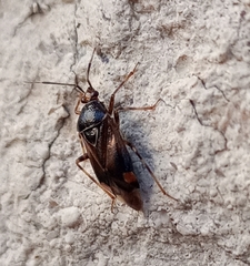 Deraeocoris flavilinea