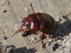 Chrysolina staphylaea