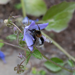 Bombus hypnorum