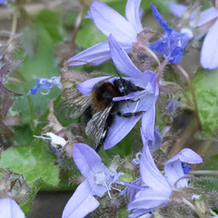 Bombus hypnorum