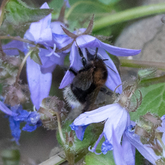 Bombus hypnorum