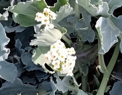 Crambe