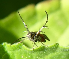 Aetole unipunctella