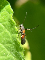 Aetole unipunctella