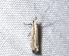 Plutella porrectella