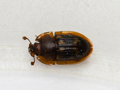 Amphotis marginata