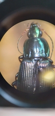 Poecilus lucublandus