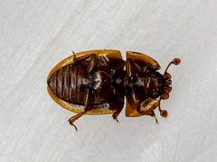 Amphotis marginata