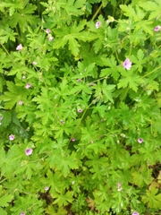 Geranium divaricatum